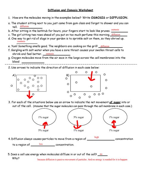 diffusion and osmosis worksheet answers page 3